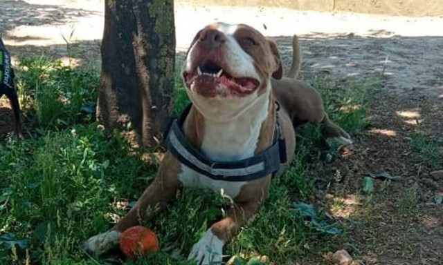 Ρεπορτάζ Newsbomb.gr: Είχε δικαίωμα ο αστυνομικός να πυροβολήσει το πιτ μπουλ; Τι απαντά ειδικός