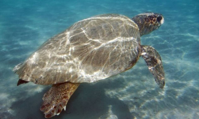 Χελώνες καρέτα-καρέτα επιτέθηκαν σε λουόμενους σε παραλία της Κρήτης