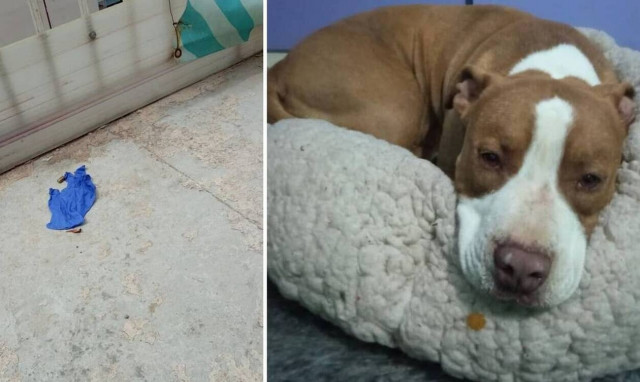 Πυροβολισμός πιτ μπουλ στο Γαλάτσι: Ελεύθερος ο αστυνομικός - Υποστήριξε ότι βρισκόταν σε άμυνα