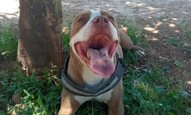 Γαλάτσι - Πιτ μπουλ: Συνεχίζεται το «θρίλερ» - Τι λέει ο αστυνομικός, τον διαψεύδουν οι ιδιοκτήτες