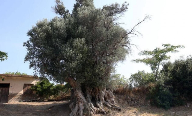 Εύβοια: Η Ελιά των 2.700 ετών που στέκει αγέρωχη στον χρόνο