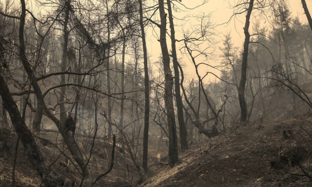 H ΔΕΗ ανάδοχος αποκατάστασης και αναδάσωσης στην Εύβοια