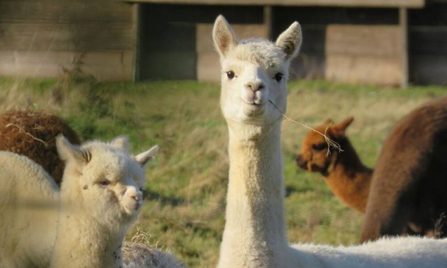 Κορονοϊός: Στα λάμα το μυστικό για το τέλος της πανδημίας; Τι ανακάλυψαν Βέλγοι επιστήμονες