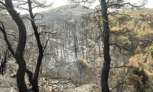 Φωτιές: Κάηκαν 9.000 μελισσοσμήνη - 10.000 τόνοι πευκόμελου χαμένοι -Στην Εύβοια το μεγαλύτερο πλήγα