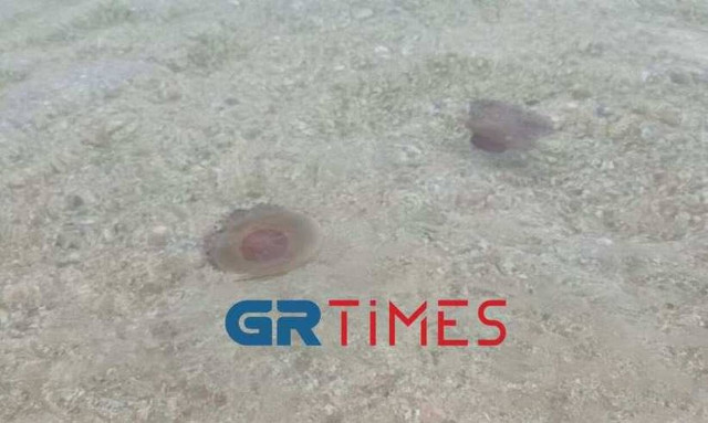Χαλκιδική: Κοπάδι από μέδουσες στην Ολυμπιάδα (vid)