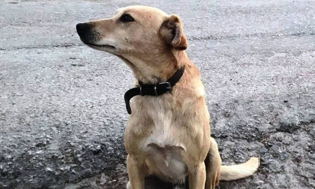 Σοκ στα Χανιά - Πυροβόλησαν και σκότωσαν σκυλί έξω από το σπίτι του