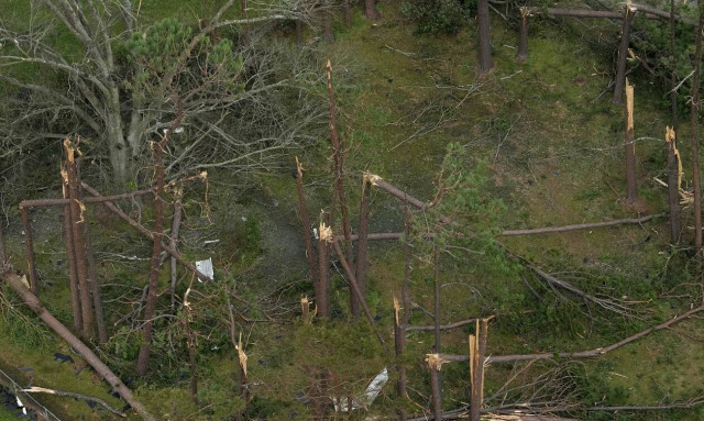 To 30% των ειδών δέντρων της Γης κινδυνεύουν με εξαφάνιση