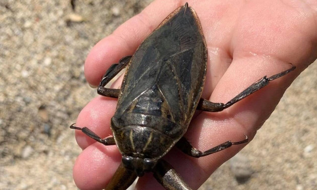 Συναγερμός στην Πάργα: Εμφανίστηκε το μεγαλύτερο δηλητηριώδες υδρόβιο έντομο