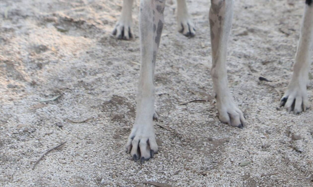 Σοκαριστική καταγγελία: Πετούν ζωντανά ζώα στο φράγμα του Πηνειού στην Ηλεία για να πεθάνουν