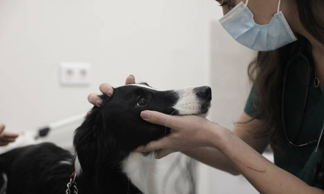 Προσλήψεις κτηνιάτρων στην Περιφέρεια Αττικής: Δείτε σε ποιες περιοχές (πίνακες)