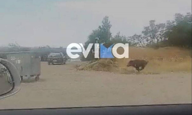 Χαλκίδα: Αγριογούρουνο έκανε βόλτες μέσα στην πόλη