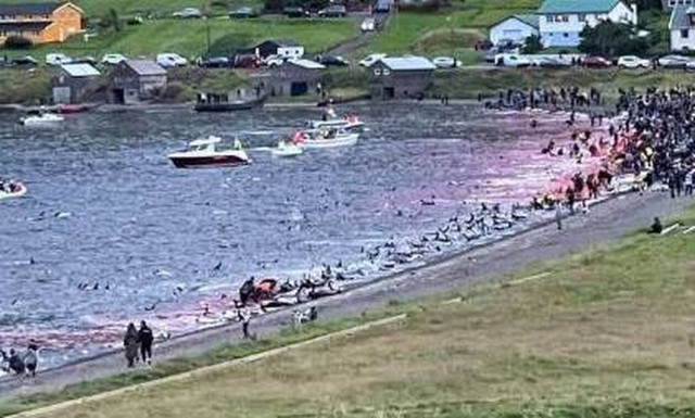 Νησιά Φερόε: Η μεγαλύτερη σφαγή δελφινιών στην ιστορία - Σκότωσαν 1.428 για ένα έθιμο