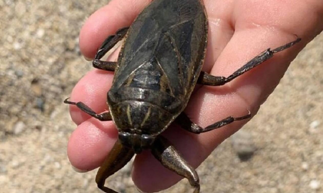 Λιθόκερος: Το γιγάντιο δηλητηριώδες έντομο που αναστάτωσε τη Λάρισα – Πού αλλού έχει εμφανιστεί