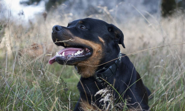 Οργή μετά την προκλητικά ελαφριά ποινή για τον θάνατο του 5χρονου από ροτβάιλερ στην Κοζάνη