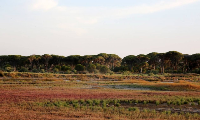 ΣτΕ: Συνταγματικό το νέο σύστημα των δασικών χαρτών