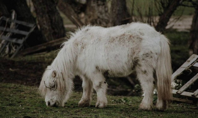 Βρετανία: Νεκρό δίχρονο κοριτσάκι που έπεσε από πόνυ