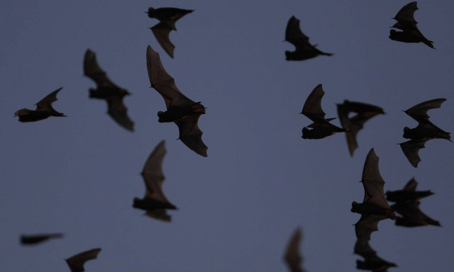 Kορονοϊός: Κρύβεται στην Καμπότζη το μυστικό για τoν ιό SARS-CoV-2 ; Η έρευνα του Ινστιτούτου Παστέρ