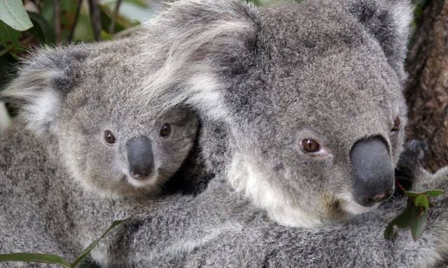 Αυστραλία: Την τελευταία τριετία χάθηκε το ένα τρίτο του πληθυσμού των κοάλα