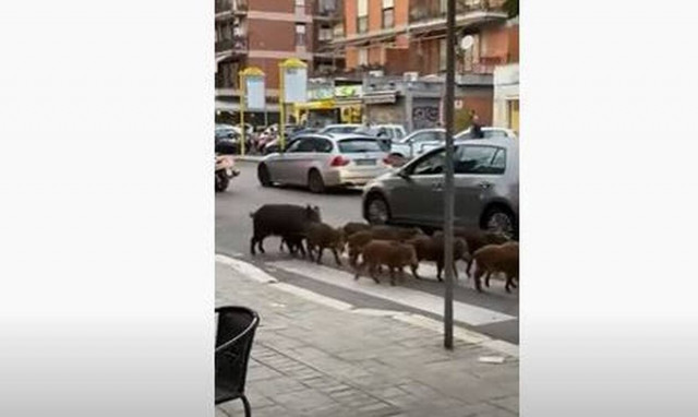 Δώδεκα αγριογούρουνα κόβουν βόλτες στους δρόμους της Ρώμης: Οι εικόνες που έγιναν viral