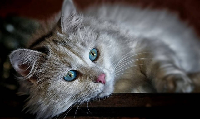 Κολομβία: Ετοιμάζουν νόμο για άδεια δύο ημερών για τον θάνατο κατοικίδιου ζώου