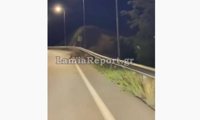 Λαμία: Κοπάδι από... αγριογούρουνα έκοβε βόλτες στον Περιφερειακό (vid)