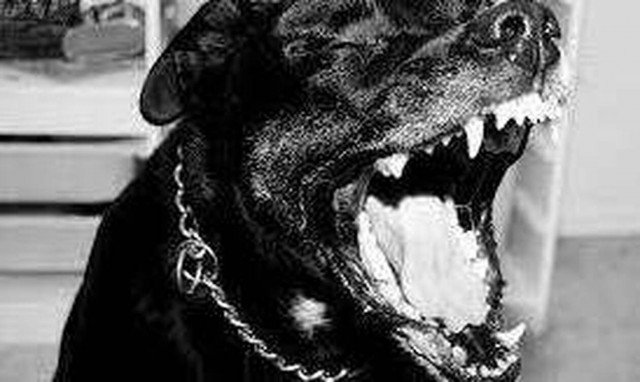 Νέο σοκ στη Θεσσαλονίκη από επίθεση σκύλου σε άνθρωπο