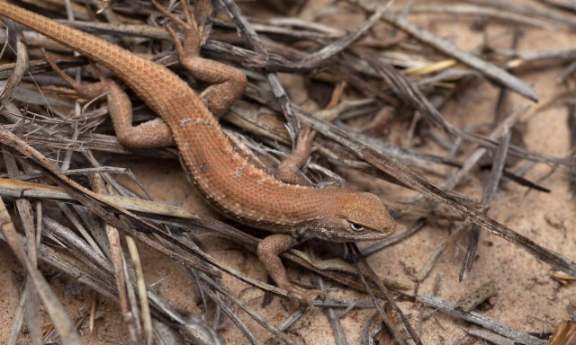 Περού: Ένα νέο είδος σαύρας ανακαλύφθηκε στο νότο της χώρας