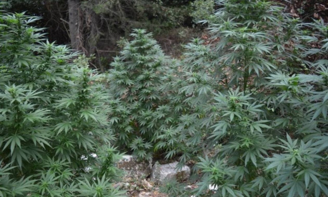 Χανιά: Εντοπίστηκε φυτεία 2.650 δενδρυλλίων κάνναβης σε περιοχή του Πλατανιά