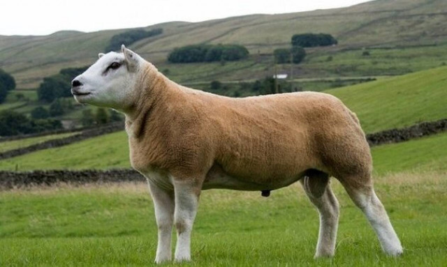 Tα πιο ακριβά κατοικίδια στο κόσμο