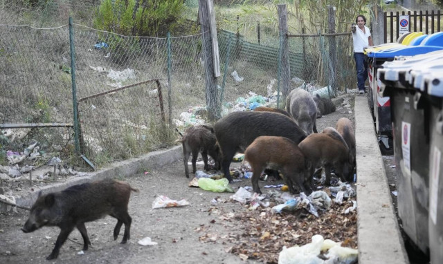 Ιταλία: Οι δημοτικές εκλογές στη Ρώμη, τα σκουπίδια και…η viral επέλαση των αγριόχοιρων