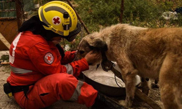 Παγκόσμια Ημέρα Ζώων: Φροντίδα για τα αδέσποτα της Αθήνας από τον Ελληνικό Ερυθρό Σταυρό