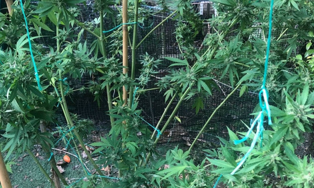 Χειροπέδες σε 58χρονο που είχε στην κατοχή του 51 δενδρύλλια κάνναβης (pics)