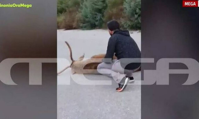 Αναλγησία από το δασαρχείο Πάρνηθας: Άφησαν τρεις ημέρες ελάφι να ψυχορραγεί γιατί ήταν… ηλικιωμένο