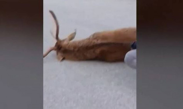 Πάρνηθα: Υποβλήθηκε σε ευθανασία το ελάφι - Η απάντηση του δασαρχείου (vid)