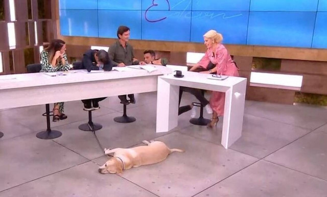 Ελένη: Τα νεύρα του Κουτσογιαννόπουλου – Η Μενεγάκη παραλίγο να ρίξει τον Πούμπουρα από την καρέκλα