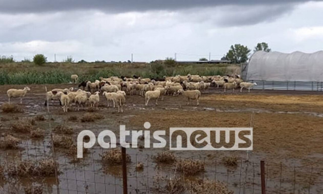 Κακοκαιρία «Αθηνά»: Σοβαρές καταστροφές και στον Κόροιβο – Πνίγηκαν ζώα (pics)