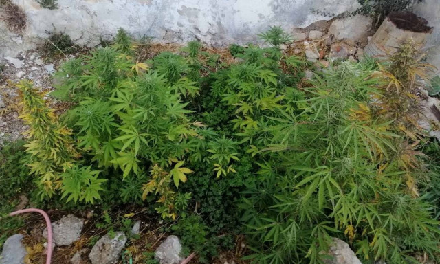 Κρήτη: Ο σεισμός «έβγαλε στο φως» χασισοφυτεία!