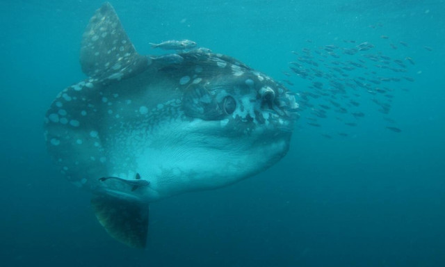 Ισπανία: Φεγγαρόψαρο –«μαμούθ» βάρους δύο τόνων εντοπίστηκε ανοιχτά της Θέουτας