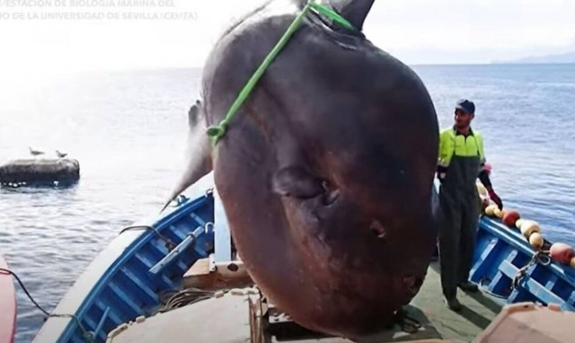 Απίστευτο και όμως αληθινό: Ισπανοί έβγαλαν ψάρι 2 τόνων (video)