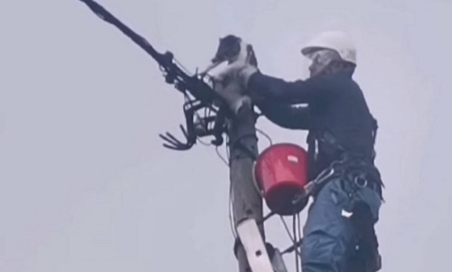 Καβάλα: Επιχείρηση διάσωσης γάτας που ήταν εγκλωβισμένη 30 ώρες σε κολώνα της ΔΕΗ (video)