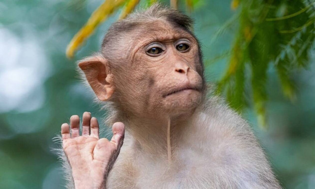 Ινδία: Μαϊμού πέταξε τούβλο από τον δεύτερο όροφο και σκότωσε περαστικό που τον πέτυχε στο κεφάλι