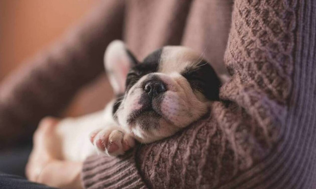 Θεσσαλονίκη: Απάτη με άρρωστα κουτάβια - Πέθαιναν λίγες μέρες μετά αφού τα πουλούσαν