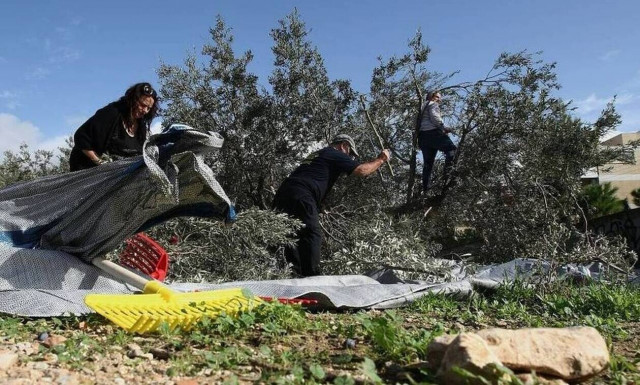 Κρήτη: Ολόκληρο χωριό παρουσίασε αλλεργία στο... μάζεμα της ελιάς!
