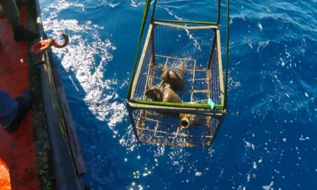 Εντυπωσιακά ευρήματα σε ναυάγιο κλασικών χρόνων στο στενό Κυθήρων – Νεάπολης (pics)