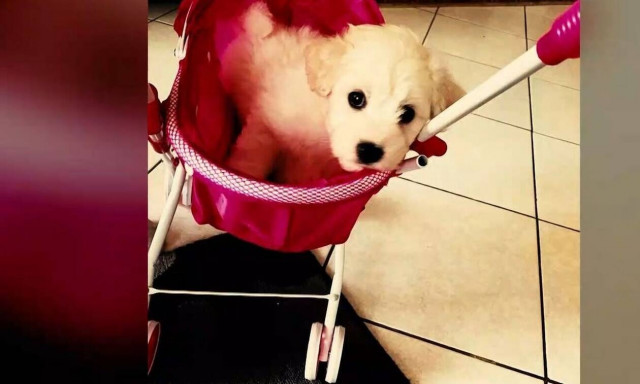 Απίστευτη απάτη με κουτάβια από το διαδίκτυο – Τα έστελναν βαριά άρρωστα (video)