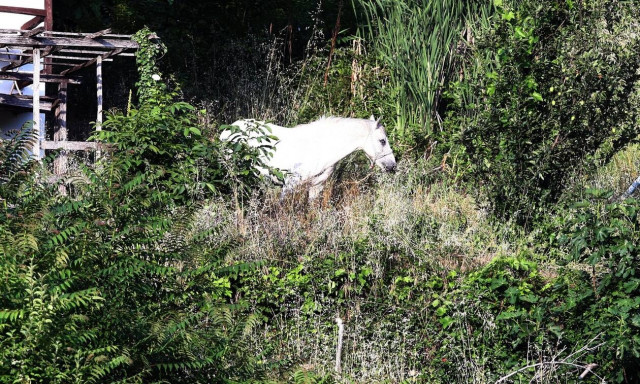 Αύριο η δίκη για το κολαστήριο των αλόγων στον Ασπρόπυργο