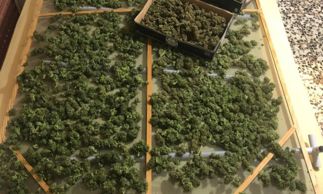 Τρίκαλα: Χειροπέδες σε δύο άνδρες για καλλιέργεια δενδρυλλίων κάνναβης και διακίνηση κοκαΐνης (pic)