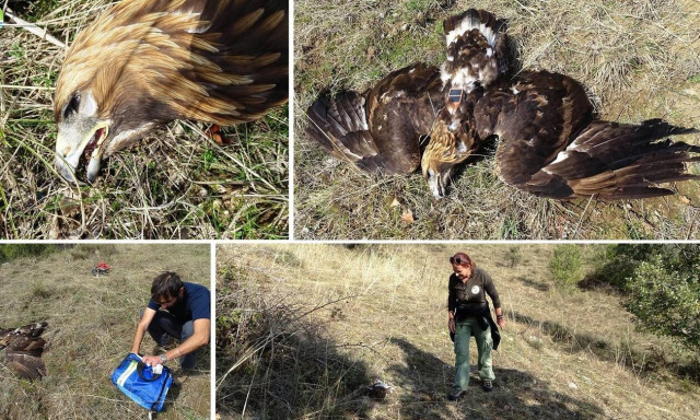 Δράμα: Νεκρός από δηλητηρίαση ένας χρυσαετός - Δολώματα σκορπούν τον θάνατο στην ελληνική ύπαιθρο