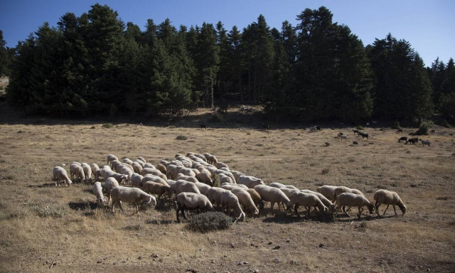ΟΠΕΚΕΠΕ: Ξεκίνησε η απογραφή ζωικού κεφαλαίου των εκμεταλλεύσεων αιγοπροβάτων