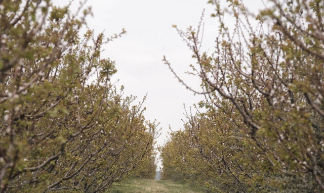ΕΛΓΑ: Την Πέμπτη (4/11) η πίστωση αποζημιώσεων 13,3 εκατ. ευρώ για τον «Παγετό Άνοιξη 2021»